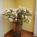 Bed and breakfast La Rosa Blu Bari