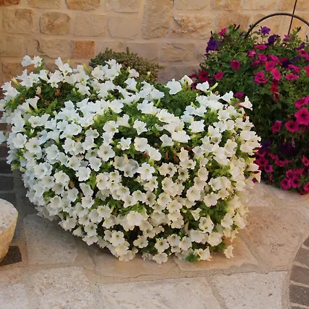Bed & Breakfast La Rosa Blu Bari