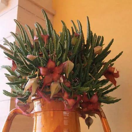 Bed & Breakfast La Rosa Blu 2*