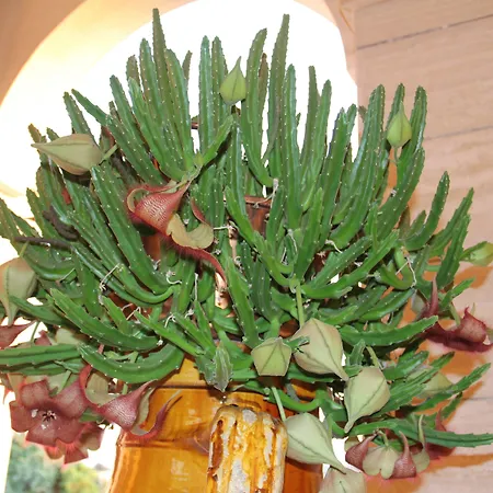 La Rosa Blu Frühstückspension Bari