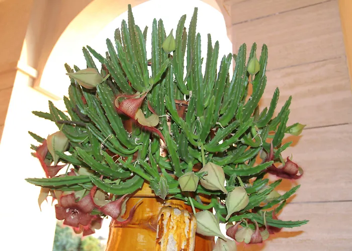 La Rosa Blu Bed & Breakfast Bari