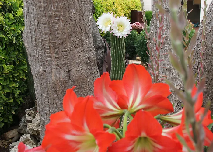 La Rosa Blu Bed & Breakfast Bari