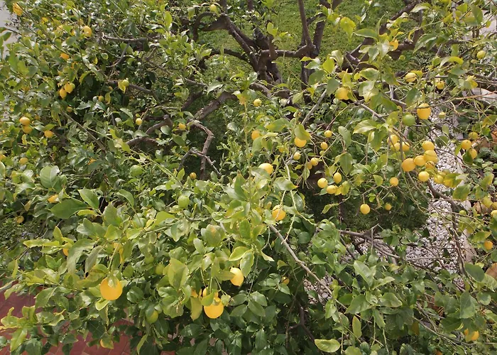 住宿加早餐酒店 洛萨蓝光住宿加早餐酒店