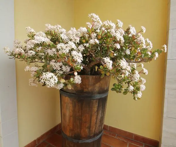 Bed & Breakfast La Rosa Blu Bari